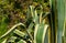 Close-up of beautiful striped leaves American agave Marginata Agave americana â€” species of Agave genus