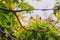 Close-up of beautiful subtropical Illawarra flame tree plant