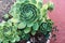 A close up of beautiful succulent echeveria plant growing in flower pot. Top view of rounded leaves