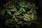 close up beautiful succulent plant Euphorbia decaryi