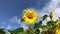 Close up of beautiful sunflower against the blue sky. Organic farming, Beautiful nature background.