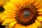 Close up of beautiful sunflower flower
