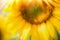 Close up of beautiful sunflowers with sunbeam, outdoor nature