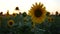 Close up beautiful sunflowers at sunset, real time 4K