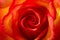 Close Up of a Beautiful Sunset Rose