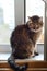 Close-up of a beautiful tabby black brown gray cat sits on the windowsill in the apartment