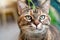 Close up of a beautiful tabby  female cat with green eyes and long whiskers.