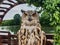 Close-up. Beautiful tamed owl sits on stand against backdrop of framing green decor, wood, nature. Looking at camera.