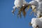 Close-up of beautiful Thuja occidentalis Aurea yellow leaves on brances covered with white fluffy snow