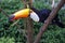 Close up of a beautiful toco toucan Ramphastos toco