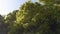 Close up of beautiful tree crown against blue sky. Detailed view of dense tree crown.