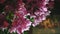 Close up of beautiful tropical exotic blooming Bougainvillaea bush with pink flowers