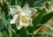 Close-up of beautiful Trumpet Narcissus Daffodil Mount Hood. Snow-white daffodil flower on green leaves background.