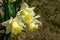 Close-up of beautiful Trumpet Narcissus Daffodils Mount Hood. Young light yellow daffodils flowers then turn snow-white