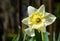 Close-up of beautiful Trumpet Narcissus Daffodils Mount Hood. Young light yellow daffodils flowers then turn snow-white.