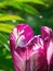 Close-up of a beautiful tulip