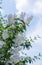 Close-up of a beautiful twig of garden double jasmine shrub with white lush flowers.