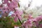 Close-up beautiful twig of gentle pale pink flowers of sakura.