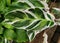 Close up of the beautiful variegated leaf of Calathea White Fusion