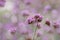 Close up beautiful Verbana bonariensis purpletop lavender flowers with copy space