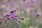 Close up beautiful Verbana bonariensis purpletop lavender flowers with copy space