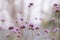 Close up beautiful Verbana bonariensis purpletop lavender flowers with copy space