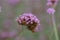 Close up beautiful Verbana bonariensis purpletop lavender flowers with copy space