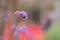 Close up beautiful Verbana bonariensis purpletop lavender flowers with copy space