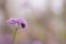 Close up beautiful Verbana bonariensis purpletop lavender flowers with copy space