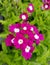 Close up of the beautiful Verbena Tuscany Burgundy flowers