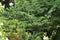 Close-up of Beautiful view of leaves and twigs of wild trees and plants in the Thai rainforest in thailand and india