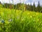 Close up beautiful view of nature green grass, carpathian mountains flora over fir tree background with sunlight