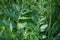 Close up beautiful view of nature green leaves on blurred greenery tree background with sunlight in public garden park.