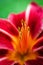 Close up of beautiful vinous lily flower on background green garden