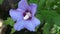 Close-up of a beautiful violet and purple hibiscus flower in full bloom. Hibiscus syriacus or Rose of Sharon