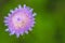 Close up beautiful violet thistle flower.