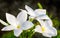 Close up of beautiful white Bridal Bouquet, Plumeria pudica flower, copy space