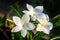 Close up of beautiful white Bridal Bouquet, Plumeria pudica flower, copy space