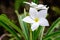 Close up of beautiful white Bridal Bouquet, Plumeria pudica flower, copy space