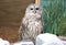 Close up of a beautiful white and brown barred owl