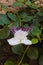 Close up of a beautiful white caper flower