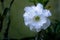 Close up beautiful white double petal Adenium flower is Blooming