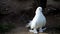 Close-up of a beautiful white dove. Birds.