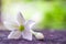 Close up of Beautiful White Flower : White Rangoon Creeper, Background