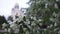 Close up for beautiful white flowers of apple trees on golden dome church background. Stock footage. Orthodox church