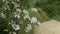 Close up of beautiful white flowers. Sunny weather.