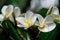 Close up of beautiful white frangipani flowers