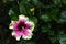 Close-up of beautiful white, magenta and deep purple hibiscus flower blossom in full bloom in Hawaii paradise, floral garden backg