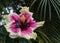 Close-up of beautiful white, magenta and deep purple hibiscus flower blossom in full bloom in Hawaii paradise, floral garden backg