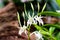 Close-up beautiful white orchid